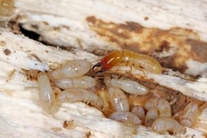 drywood termite colony