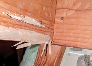 termite damage