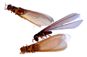 Formosan termite control