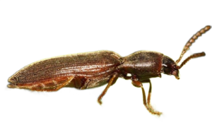 wood boring beetle