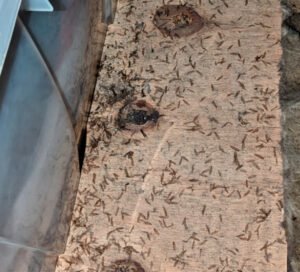 termite swarmers