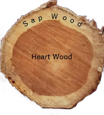 heart and sap wood