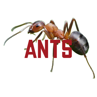 Carpenter Ant Control