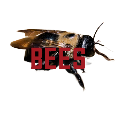 carpenter bee control