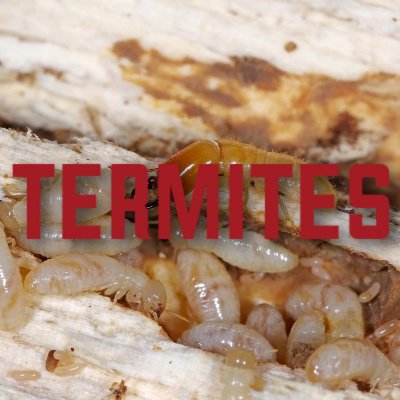 drywood termite control