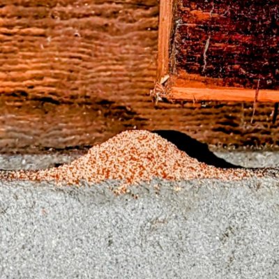 drywood termite control