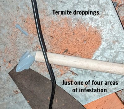 termite control