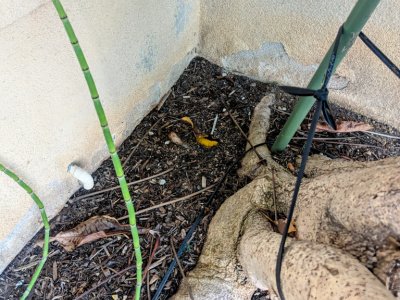 termite control