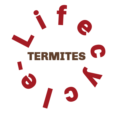 termite colony lifecycle