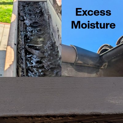 excess moisture and fungus