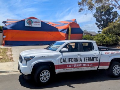 termite fumigation