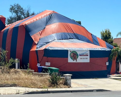 termite fumigation