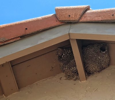 termite fumigation