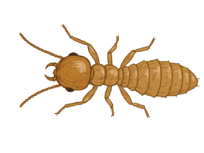 termite control