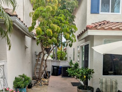 termite treatments