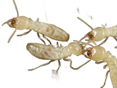 termite activity
