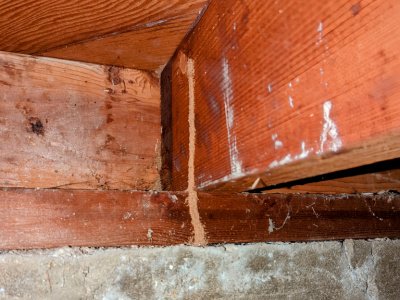 termite inspections