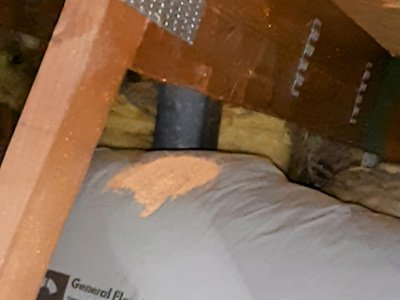 drywood termites