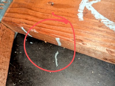 termite inspections