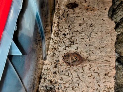 termite inspections