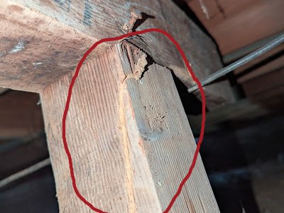 termite inspections