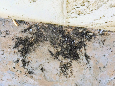 termite inspections