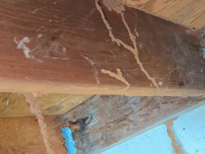 subterranean termite control