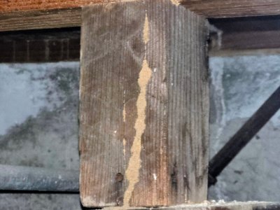 subterranean termite control