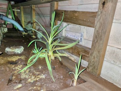 termite inspections