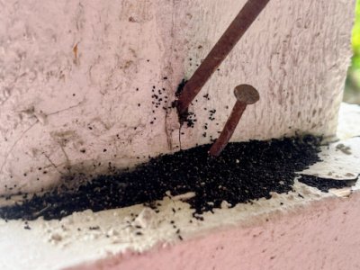 termite inspections