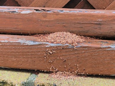 termite control