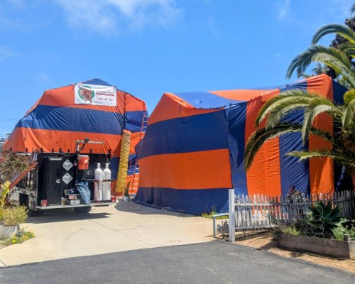 termite fumigation in Carlsbad