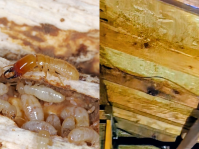 termite treatments