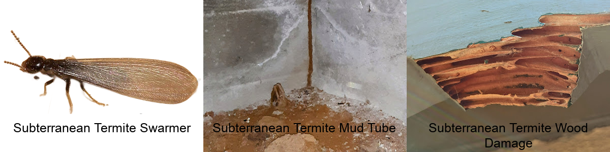 subterranean termite control