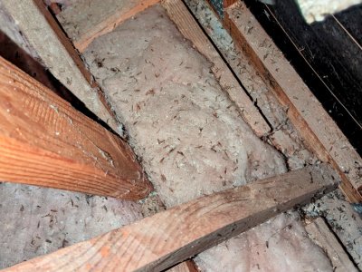 termite inspections