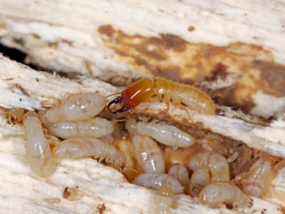 termite control