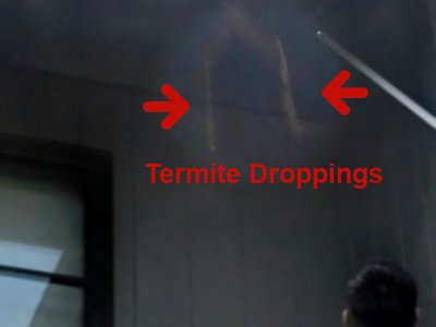termite control