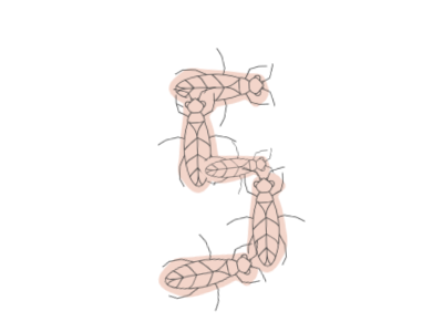termite control