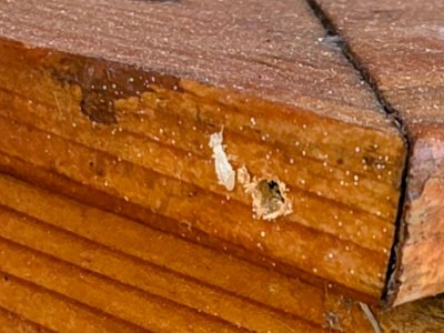 termite control