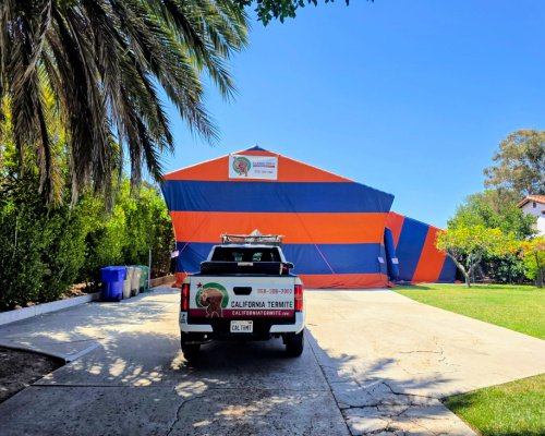 termite fumigation