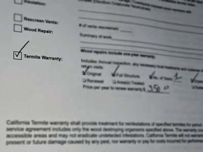 termite inspections