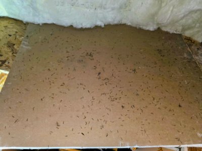 termite control