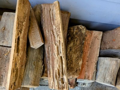 termite control