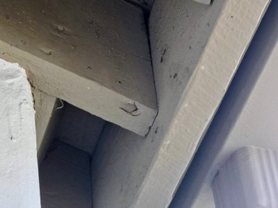termite control