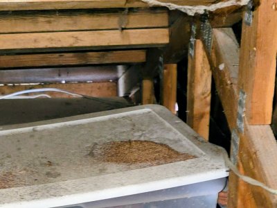 termite inspections